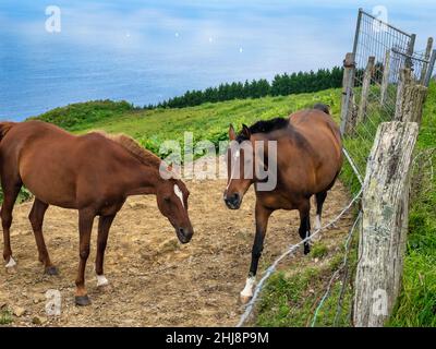 Zwei Pferde posieren vor der Kamera und nähern sich neugierig Stockfoto