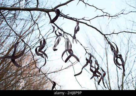 Trockene Akazienpflanzen Früchte auf Baum gegen Himmel Stockfoto