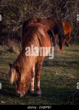 Horde von Ponys grasen auf einer Herbstwiese. Stockfoto