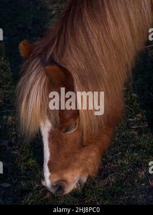 Mare Pony grast auf einer Herbstwiese. Stockfoto