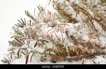 Blumen des Laubgrases, Büsche bedeckt mit Eiskruste nach dem eisigen Regen, Fragment, Hintergrund. Ausgewählter Fokus Stockfoto