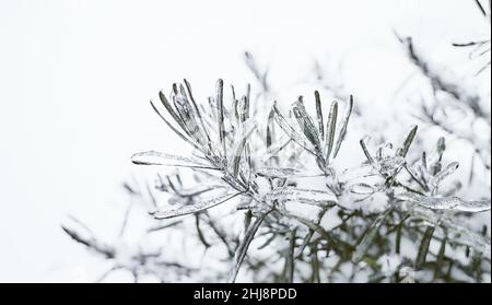 Blumen des Laubgrases, Büsche bedeckt mit Eiskruste nach dem eisigen Regen, Fragment, Hintergrund. Ausgewählter Fokus Stockfoto
