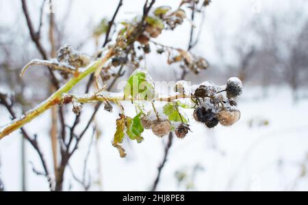 Blumen des Laubgrases, Büsche bedeckt mit Eiskruste nach dem eisigen Regen, Fragment, Hintergrund. Ausgewählter Fokus Stockfoto