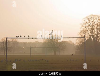 Möwen sitzen oben auf Torpfosten Stockfoto