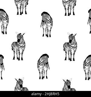 Zebramuster, gestreiftes Zebra auf weißem Hintergrund, Tier. Stock Vektor