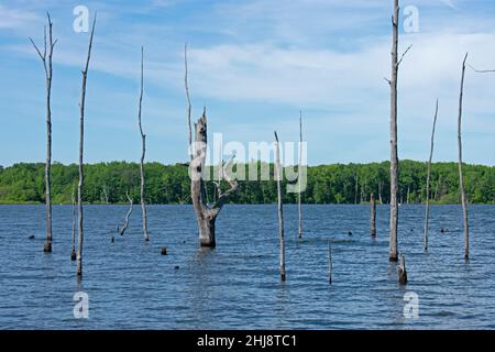 Tote Baumstämme säumen den Manasquan Reservoir Lake am Chestnut Point in Howell, New Jersey -29 Stockfoto