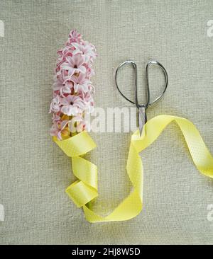 Frühling Zusammensetzung aus Band, Schere und frischen Knospen aus rosa Hyazinthe. Osterdekoration im Frühling Stockfoto
