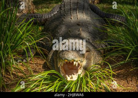 Australisches Salzwasser-Krokodil mit offenem Mund (Crocodylus porosus) Stockfoto
