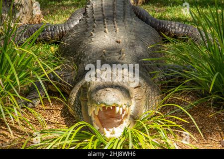 Australisches Salzwasser-Krokodil mit offenem Mund (Crocodylus porosus) Stockfoto