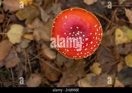 Schöne perfekte große und offene Amanita Muscaria mit Textraum in Falllicht im Wald, bekannt als Fliegenagarie oder Amanita von oben gesehen Stockfoto