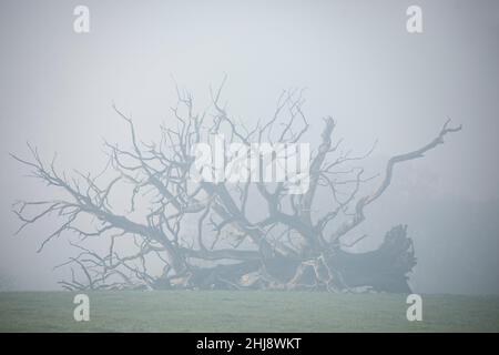 Gefallener Baum, Bromfield, Shropshire Stockfoto