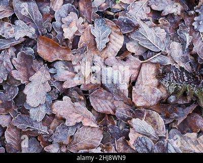 Frostige Blätter fallen auf einem Waldboden Stockfoto