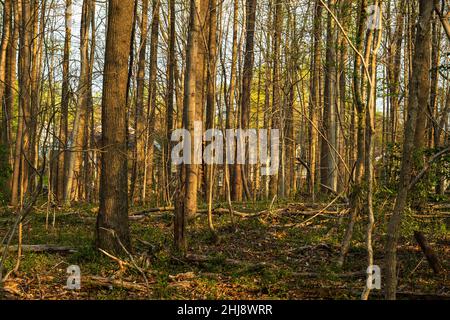 Ein Waldfoto, das im Hidden Oaks Park mit den Bäumen aufgenommen wurde, die im Morgenlicht gebadet wurden. Stockfoto