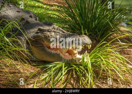 Australisches Salzwasser-Krokodil mit offenem Mund (Crocodylus porosus) Stockfoto