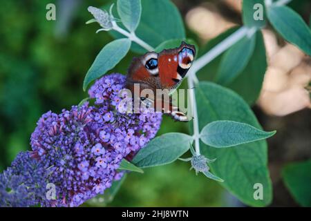 Aglais io, der europäische Pfau, der allgemein als Pfauenschmetterling bekannt ist, ernährt sich an einem sonnigen Tag am Sommerflieder, Schmetterlingsbusch oder Buddleja davidii. Stockfoto