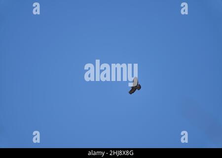 Buteo oder Buzzard, ziemlich große Greifvögel mit einem robusten Körper und breiten Flügeln, die hoch in den blauen Himmel ragen und nach Beute suchen Stockfoto