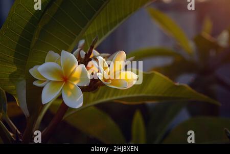 Blühende Plumeria Blumen und grüne Blätter im Garten. Schöne Plumeria, Frangipani bei Sonnenuntergang Licht. Stockfoto