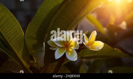 Blühende Plumeria Blumen und grüne Blätter im Garten. Schöne Plumeria, Frangipani bei Sonnenuntergang Licht. Stockfoto