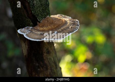 Ein Putenschwanzpilz, Trametes versicolor Einzelart, wächst auf einer Fichte mit verschwommenem Hintergrund mit Grün und Bokeh Stockfoto