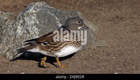 Mandarinente, Weibchen beim Strandspaziergängen Stockfoto