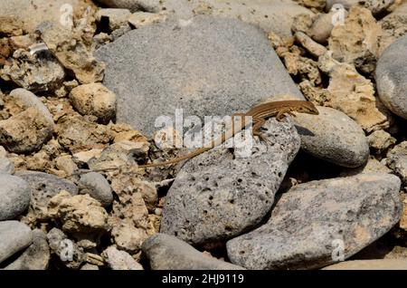 Curaçao-Rennechse, Laurents Whiptail, Cnemidophorus murinus, Curacao Stockfoto