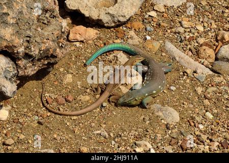 Curaçao-Rennechse, Laurents Whiptail, Cnemidophorus murinus, Curacao Stockfoto