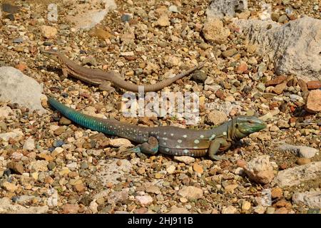 Curaçao-Rennechse, Laurents Whiptail, Cnemidophorus murinus, Curacao Stockfoto