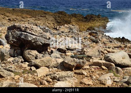 Curaçao-Rennechse, Laurents Whiptail, Cnemidophorus murinus, Curacao Stockfoto