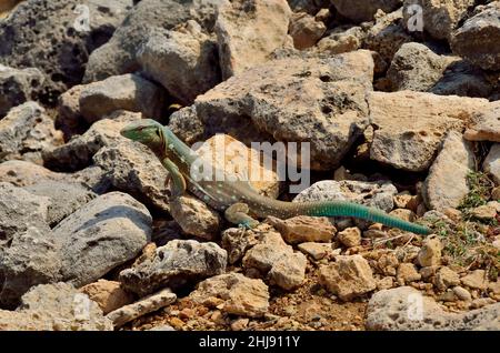 Curaçao-Rennechse, Laurents Whiptail, Cnemidophorus murinus, Curacao Stockfoto