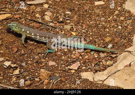 Curaçao-Rennechse, Laurents Whiptail, Cnemidophorus murinus, Curacao Stockfoto