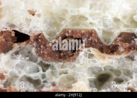 Drogeriekäfer Stegobium paniceum bekannt als Brotkäfer oder Kekskäfer ist Schädling in Häusern, Geschäften und Lagerhäusern. Käfer in einem Wafer. Stockfoto