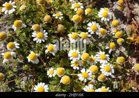 Kamillen, YArrows und Allies Tribe Anthemideae Stockfoto