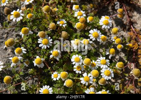 Kamillen, YArrows und Allies Tribe Anthemideae Stockfoto