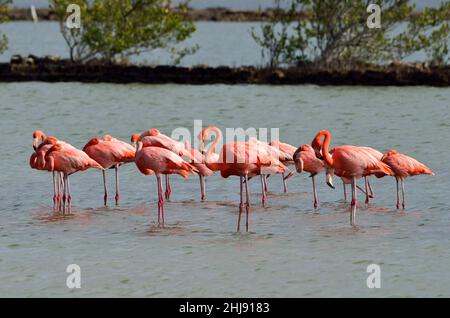 Kuba-Flamingo, Karibik-Flamingo, karibischer Flamingo, amerikanischer Flamingo, Phoenicopterus ruber, Jan Kok Saline, Sint Willibrordus, Curacao Stockfoto