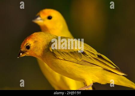 Safranammer, Safranfink, Sicalis flaveola, Curacao Stockfoto