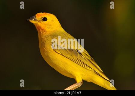 Safranammer, Safranfink, Sicalis flaveola, Curacao Stockfoto