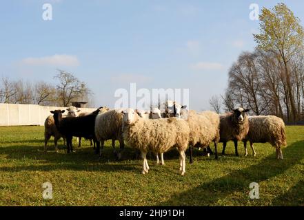 Weide mit Schafen im Dorf. Herde mit Schafen auf einem Bauernhof im Feld. Der Blick der Schafe. Herden in ländlicher Umgebung. Mutterschafe während der Beweidung. Futter und Grünland con Stockfoto