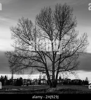 Black and White Tree auf dem Feld, fotografiert im Fish Creek Provincial Park, Calgary, Alberta, Canadá. Wintersaison Stockfoto