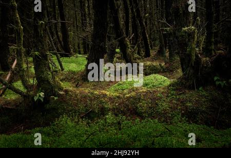 Dunkler Wald mit Kiefern in Irland. Der Boden ist mit grünen Moosen bedeckt. Stockfoto