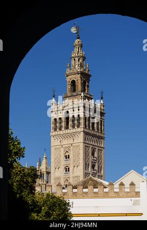 Der Glockenturm der Giralda, ein altes Minarett, der Kathedrale von Sevilla an einem sonnigen Tag in der andalusischen Hauptstadt Spaniens Stockfoto