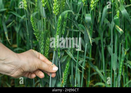 Grüner Weizen in der Hand eines Agronomen Stockfoto