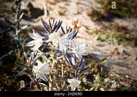 Weiße seltene, illusorische Wüstenlilie aus der Nähe von Ajo Lily Hesperocallis undulata , Sonora Wüste, Anza-Borrego State Park Joshua Tree im Südwesten Stockfoto