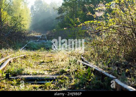 Überwuchert alte und gebrauchte Eisenbahnschienen, die am Morgen durch ein bewaldetes Sumpfgebiet führen Stockfoto