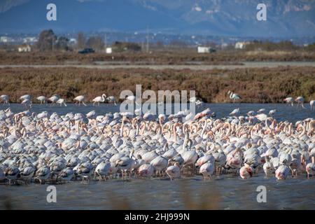 Flamingos im Naturpark Delta Ebro, Tarragona, Katalonien, Spanien. Vogelbeobachtung. Stockfoto