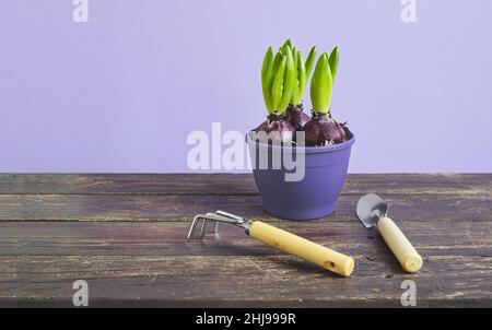 Hyazinthe-Lampen in einem lila Blumentopf und Gartengeräte auf dem Holztisch - Heimgarderei als Hobby und Verbindung mit der Natur, Raum kopieren Stockfoto