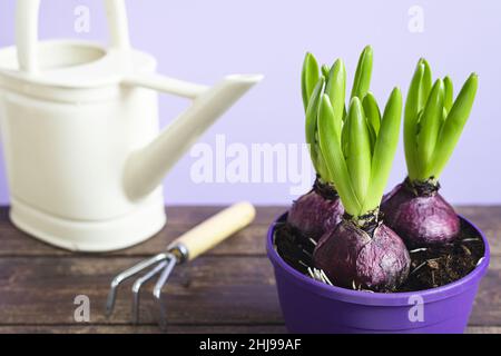 Hyazinthbirnen, die in einem violetten Blumentopf wachsen, eine Gießkanne und Gartengeräte auf dem Holztisch - Frühling und Hausgartenkonzept Stockfoto