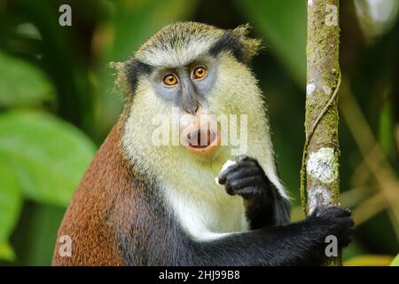 Mona-Affe (Cercopithecus mona) beim Essen in einem Baum, Grand Etang National Park, Grenada. Stockfoto