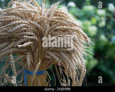 Eine Garbe Weizenohren, Nahaufnahme. Ein Haufen reifer Stacheletts, gebunden mit blauen Seilen. Stockfoto