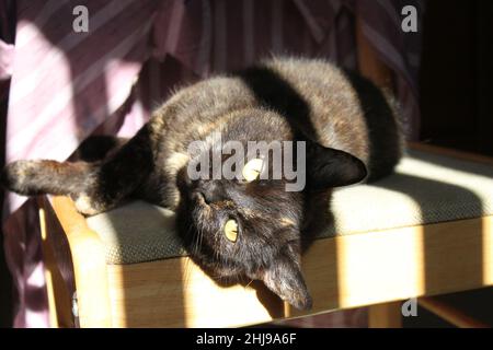 Die Schildkrötenkater mag den Sonnenschein. Eine wunderschöne, gelbäugige Schildkröte, die vom Sonnenlicht, das durch das Fenster kommt, erleuchtet wird. Stockfoto