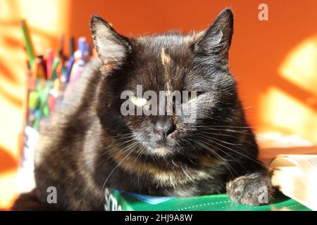 Die Schildkrötenkater mag den Sonnenschein. Eine wunderschöne, gelbäugige Schildkröte, die vom Sonnenlicht, das durch das Fenster kommt, erleuchtet wird. Stockfoto